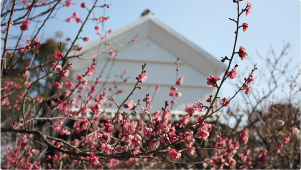 黒田家代官屋敷 梅まつり