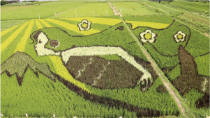 田んぼアート菊川